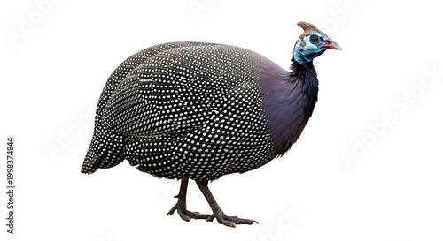 Majestic Guinea Fowl Standing on White Background in Natural Light
