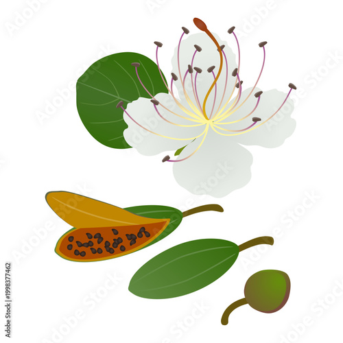 Flower with leaf and caper fruits on white background..eps