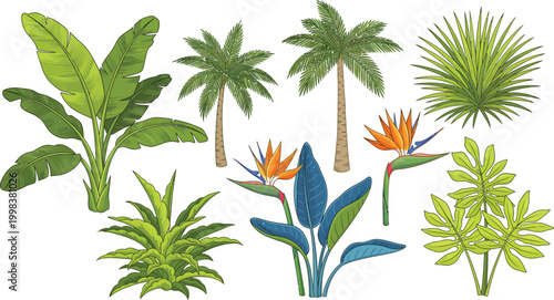 Tropical plants and flowers including palm trees bird of paradise and various greenery on white background illustration