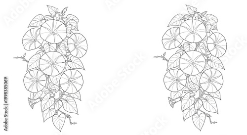 Detailed black and white line art shows a vertical arrangement of morning glory flowers and leaves in a mirrored composition.