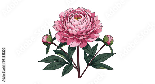 Large pink peony flower with two green buds and leaves is depicted in a detailed botanical illustration on white.