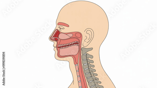 Tableau sur toile Anatomical head showing muscle and nerve structure