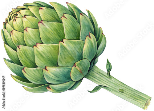 An artichoke with layered leaves, watercolor detail