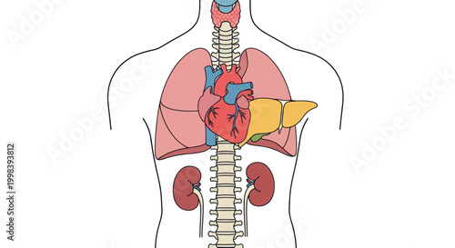 Human Anatomy: Internal Organs - Heart, Lungs, Liver, Kidneys, Spine