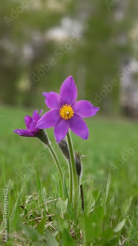 Close-up of a purple pasqueflower with a striking yellow center, surrounded by green grass in a peaceful meadow