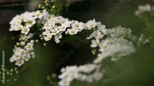 Cluster of white spirea blossoms with green foliage, softly illuminated and framed by blurred foreground, creating a natural and serene garden atmosphere
