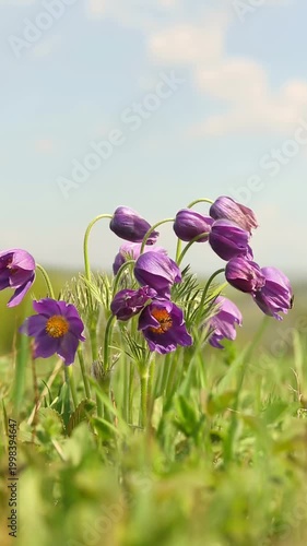 A cluster of vibrant purple pasque flowers with yellow centers blooming in a sunny meadow, framed by green grass and a blue sky