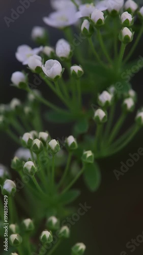 Detailed close-up of white flower buds on green stems, captured in soft light with a dark, blurred background in spring