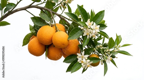 Fresh ripe oranges hanging on tree branch with white blossoms in natural sunlight