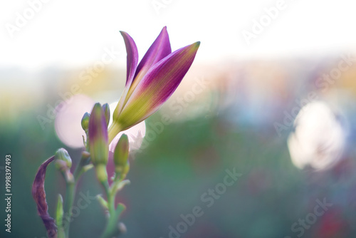 Obraz na plátne Elegant Purple Daylily Bud with Glistening Dewdrops at Sunrise
