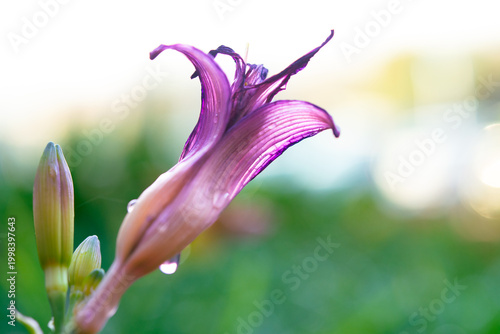 Foto Elegant Purple Daylily Bud with Glistening Dewdrops at Sunrise