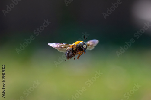 Obraz na plátně Carpenter bee captured in mid flight.