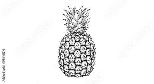 Hand Drawn Pineapple Illustration, Tropical Fruit Sketch on White Background