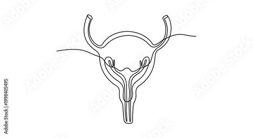 Continuous line drawing of the female reproductive system.