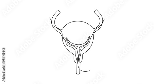 Minimalist continuous line drawing of human female reproductive system anatomy.