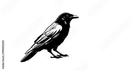Black Crow Silhouette Isolated on White Background, Ink Drawing Style