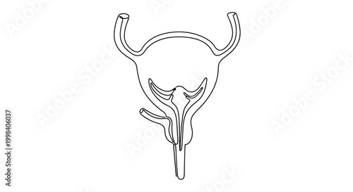 Anatomical line drawing of the human urinary bladder and urethra.