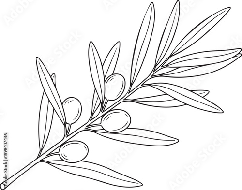 Line of an olive branch with olives fruit leaves