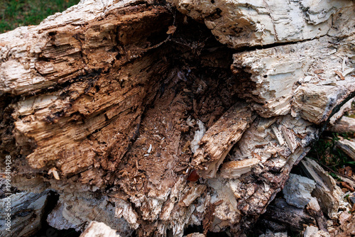 Canvas Print Broken and decomposed tree trunk pieces scattered on ground, park cleanup and ma