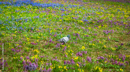 A pigeon walks in a spring meadow. Garden, blooming, primroses