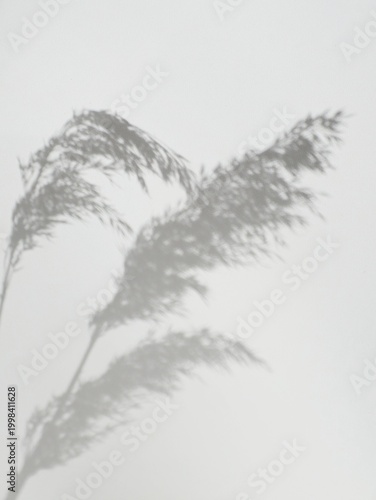 Fotografija Soft shadow of reed grass on a light wall, minimal natural background with copy