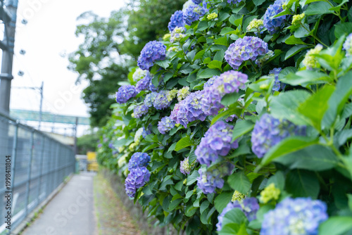 Foto 線路沿いの道に咲き誇る紫陽花　初夏の散歩道