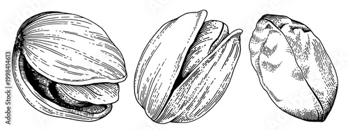 Pistachio nuts collection, hand drawn engraving style illustration, black and white isolated set