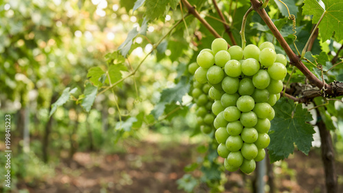 green grapes on vine