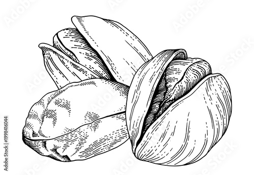 Pistachio nuts composition, hand drawn engraving style illustration, monochrome vintage food artwork