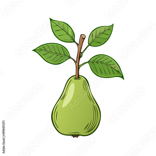 Green pear with stem and leaves, hand-drawn illustration, organic food concept