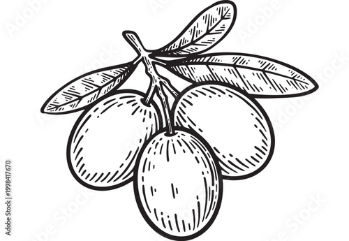 Lemon branch illustration with hand drawn outline, textured leaves and fruit, vintage engraving style for kitchen design