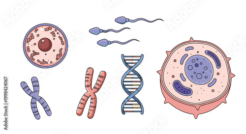 Educational set of biological illustrations showing human cells, DNA structures, chromosomes, and sperm cells.
