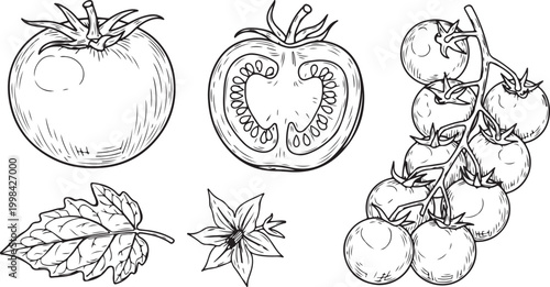 Hand drawn assortment of tomatoes and tomato slices with cherry sliced vine basket of food ingredient single object red outline