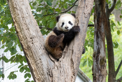 Cute Little baby panda on the Tree