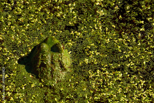 Algae-Covered Frog Peeks Out of Pond