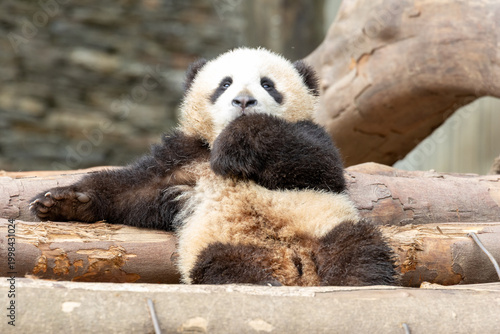 Cute Little baby panda is licking his paw, Wolong panda base