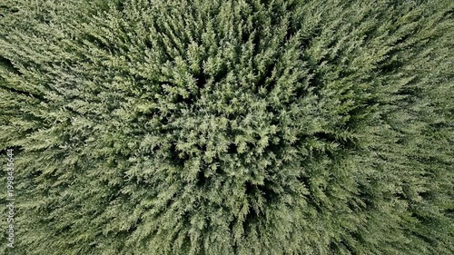 Aerial top view of wormwood field forming natural pattern