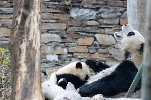 Mother Panda is feeding milk to her cub