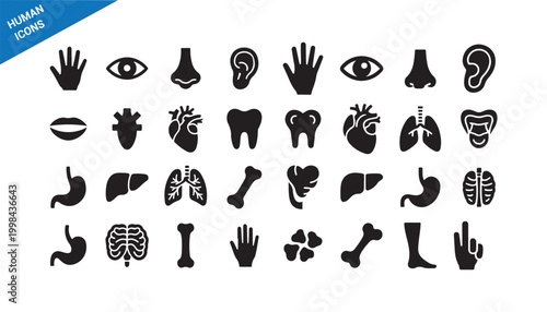 Human anatomy solid icons. Organs, Bones, medical symbol pack