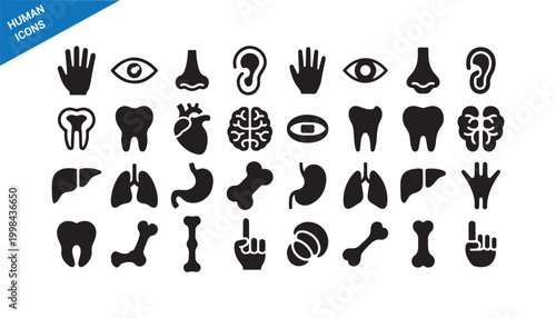 Human anatomy solid icons. Organs, Bones, medical symbol pack