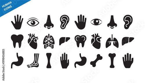Human body parts icons set. Medical anatomy solid glyph collection