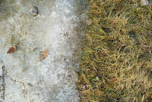 Slika na platnu Awakening of nature after winter: First green grass appearing under melting snow