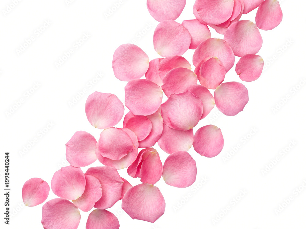 Fototapeta premium Soft pink rose petals scattered in elegant arrangement isolated on white background.