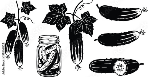 Black and white hand drawn vector illustration of fresh cucumbers and glass jar of pickled vegetables for culinary use