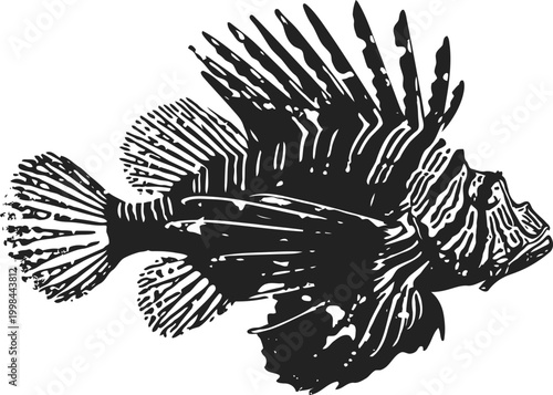 Lionfish illustration in black and white marine fish with spiky fins and detailed scales