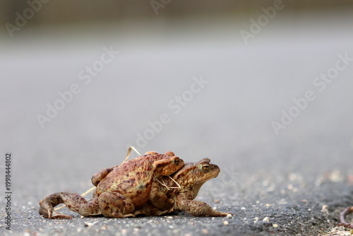 Fotografie common toad