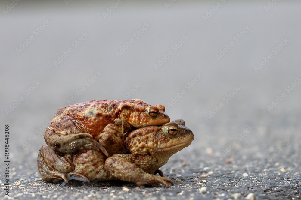 Obraz premium common toad