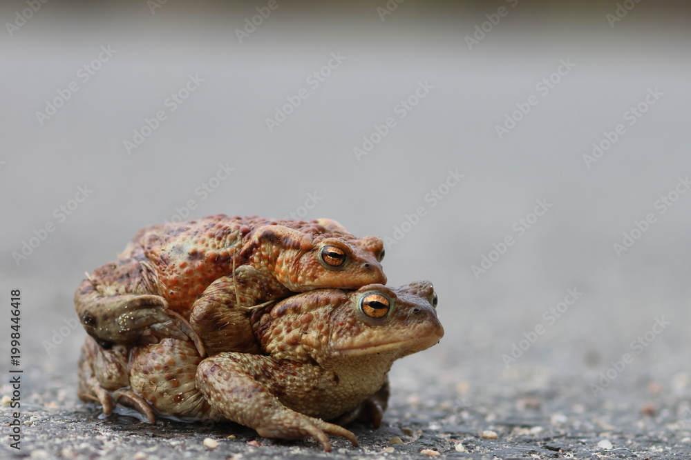 Obraz premium common toad