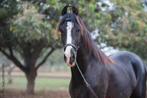 Canvas Print portrait of beautiful black Marwari young stallion posing in garden at cloudy morning