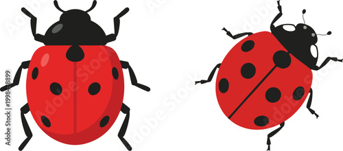 Simple vector illustration of ladybugs with red shells and black spots, shown in two different views for a clean insect design.